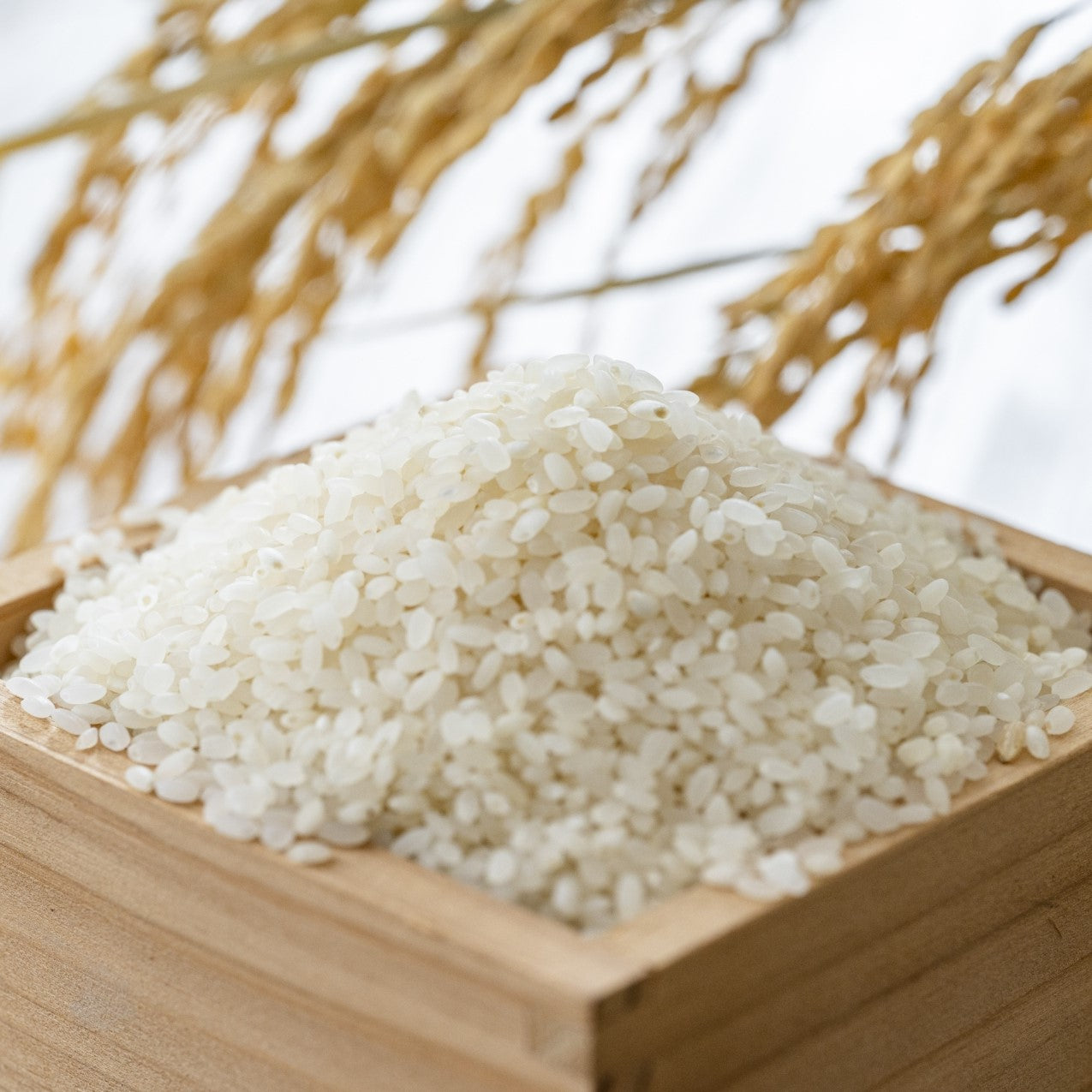 風さやか(無洗米)